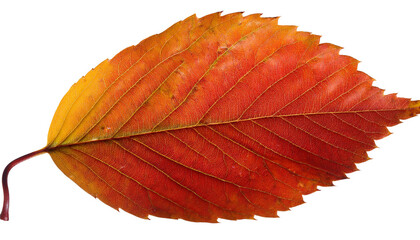 Fototapeta premium 11 / 5.000 autumn leaf, red,orange png