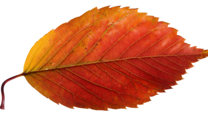 
11 / 5.000
autumn leaf, red,orange png
