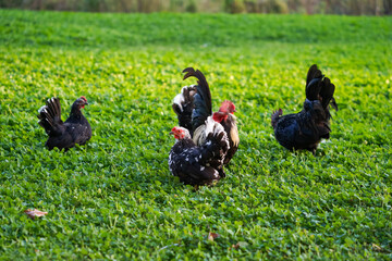 Decorative colorful cock on the poultry yard