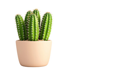 Cactus plant in a stylish pot on white isolated background. PNG