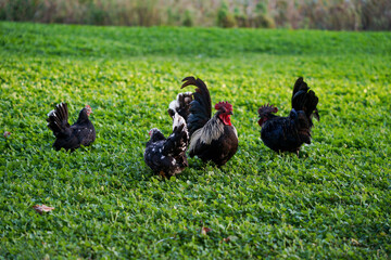 Decorative colorful cock on the poultry yard