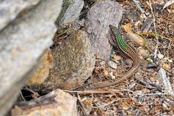 Ägäische Mauereidechse // Erhard’s Wall Lizard (Podarcis erhardii naxensis) - Kykladen-Insel Ios, Griechenland