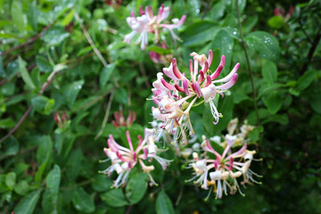 Pink Honeysuckle flowers blooming in the forest