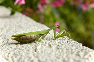 Green praying mantis sitting in garden with pink flowers