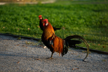 Decorative colorful cock on the poultry yard