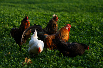 Decorative colorful cock on the poultry yard