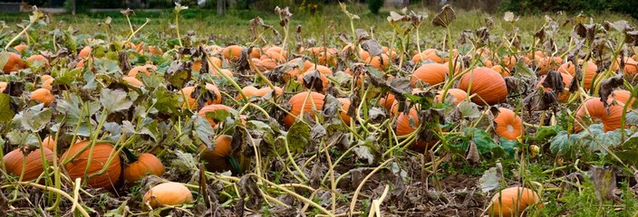 Kürbisfeld Panorama im Herbst