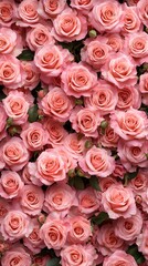 Naklejka premium A wall of pink roses, numerous and beautiful, creating a romantic scene