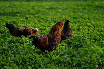 Decorative colorful cock on the poultry yard