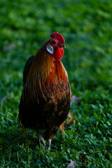 Decorative colorful cock on the poultry yard