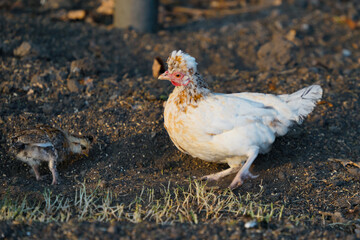 Nice curly hen in the poultry yard.