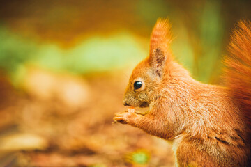 Cute red squirrel in woods. Standing among green foliage. Late afternoon sunlight.