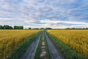 Ripe golden wheat spikelets on the field in warm autumn day. Autumn landscape. Agriculture industry.