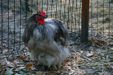 Decorative colorful cock on the poultry yard