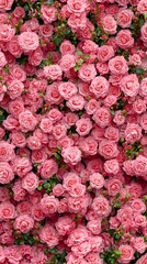 A wall of pink roses, numerous and beautiful, creating a romantic scene