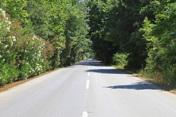 Obraz premium Two Lane Straight Rural Road Through Woods in Northern Greece