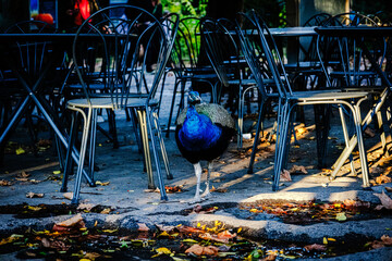 background with a turkey cock