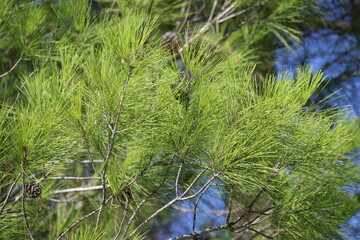 Branch of turkish pine tree in summer
