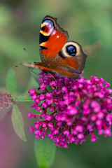 Pfauenauge saugt Nektar an einer Fliederpflanze