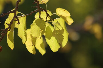 autumn leaves on the tree. Yellow mulberry leaves. 