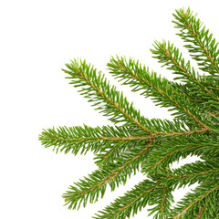 Spruce Branch on Transparent Background