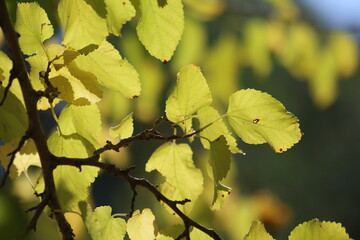 autumn leaves on the tree. Yellow mulberry leaves. 