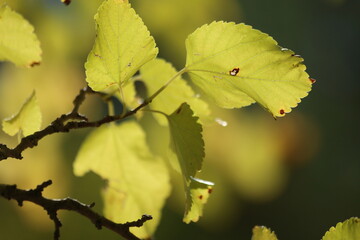 autumn leaves on the tree. Yellow mulberry leaves. 