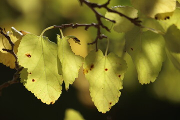 autumn leaves on the tree. Yellow mulberry leaves. 