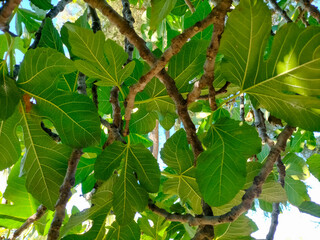 Background of branches with leaves of a fig tree.