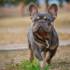 French Bulldog. Close-up, animal running