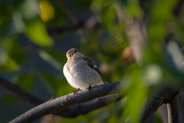 Spotted Flycatcher perched on a branch in the morning light