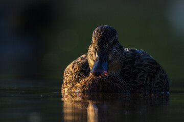 mallard duck on the surface of a pond in the morning light
