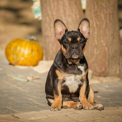 French Bulldog puppy. The dog sits and looks attentively at the camera.