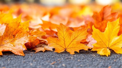 Golden Autumn Leaves, Natural Backdrop. Vivid Orange Maple Leaves on Asphalt Road in Sunny Park
