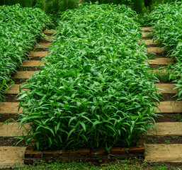 water spinach plants or Ipomoea aquatica are grown and raised for consumption purposes.