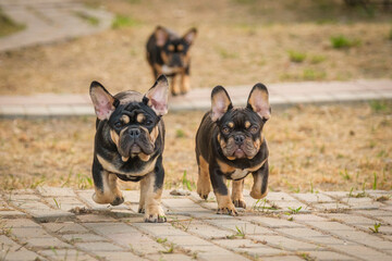 French Bulldog. Puppies run merrily