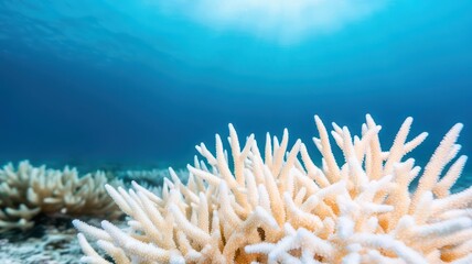 Vibrant underwater coral reefs fading into bleached white, showcasing the impact of rising temperatures on marine species due to climate change