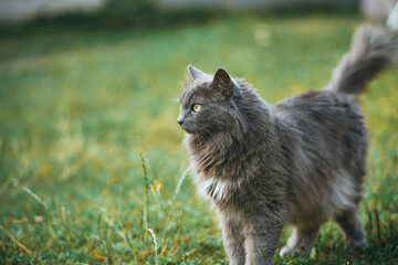 Domestic Gray cat in green field