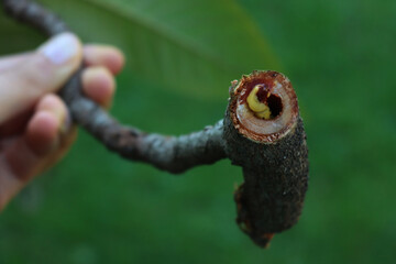 Goat moth  worm in a Medlar or Loquat tree branch. Cossus cossus on Mespilus germanica