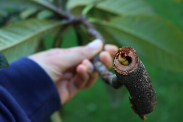 Goat moth  worm in a Medlar or Loquat tree branch. Cossus cossus on Mespilus germanica