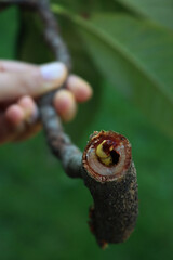 Goat moth  worm in a Medlar or Loquat tree branch. Cossus cossus on Mespilus germanica