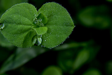 dewdrops on the leaves. beautiful dewdrops background