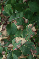 Green leaves of Lilac bush with sunburnt caused by heat of the sun. Syringa vulgaris on summer 
