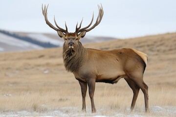 Obraz premium Red Deer Stag in Winter Pasture 10.. Wildlife Landscape, Conservation, Majestic Posing.