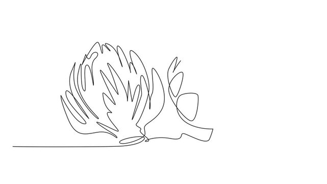 Self drawing animation of continuous one line drawing fresh artichoke. One is partially open. Plants have many benefits. Contains lots of folate and vit C. National Artichoke Day. Full length animated