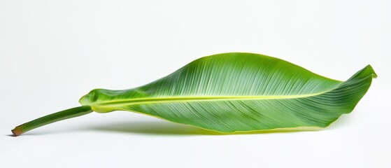 Obraz premium A single green leaf with a smooth surface lies flat against a white background, showcasing its vibrant color and natural beauty.