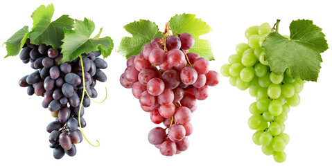 set of the green, purple and pink grapes isolated on a white background