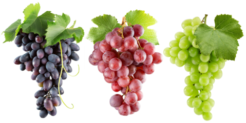 set of the green, purple and pink grapes isolated on a white background