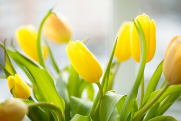 Naklejka premium Bright yellow tulips on white background