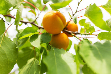 The sun shining on apricots. Apricots growing on an apricot tree. Ripe apricot ready for harvest.